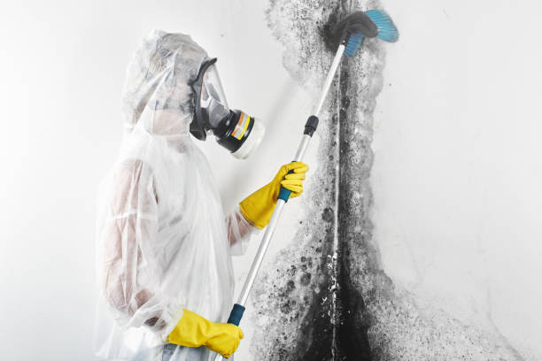 Best Mold Removal for HVAC Installations  in Meggett, SC
