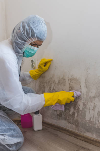 Best Post-Construction Mold Inspection  in Meggett, SC