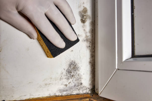 Forensic Mold Investigation in Meggett, SC
